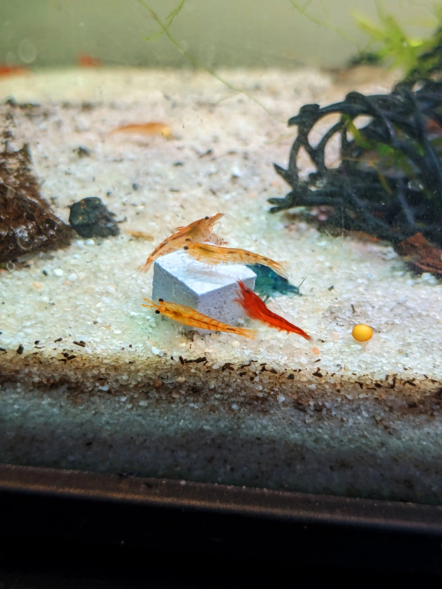 BSS™ Betta Calcium Blocks Betta Shrimp Shop