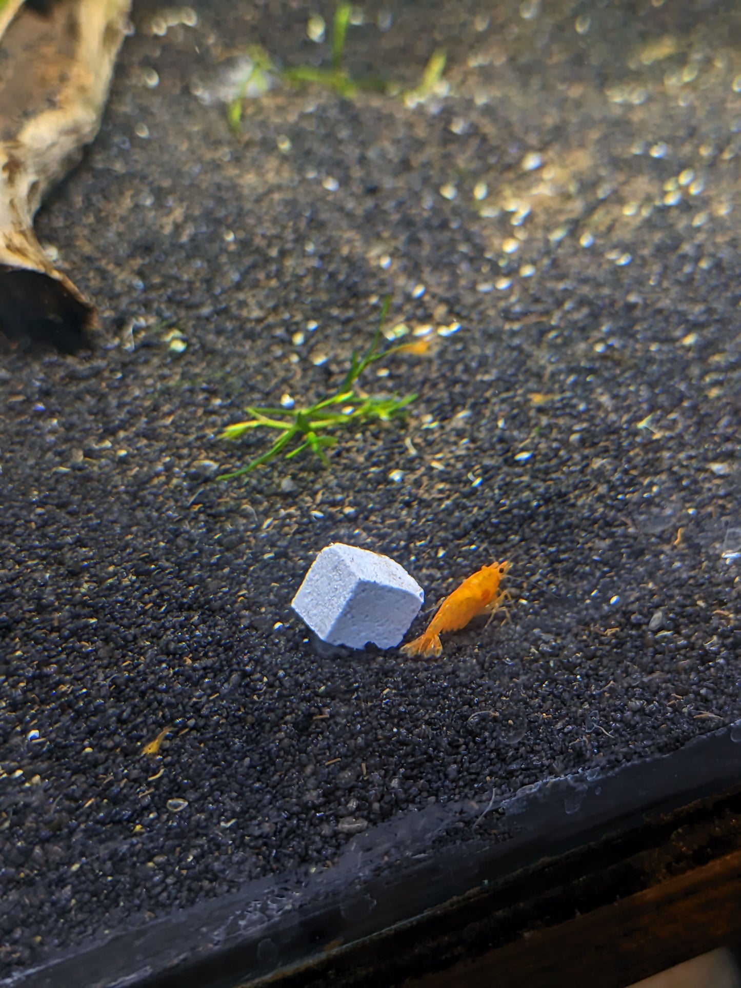 BSS™ Betta Calcium Blocks