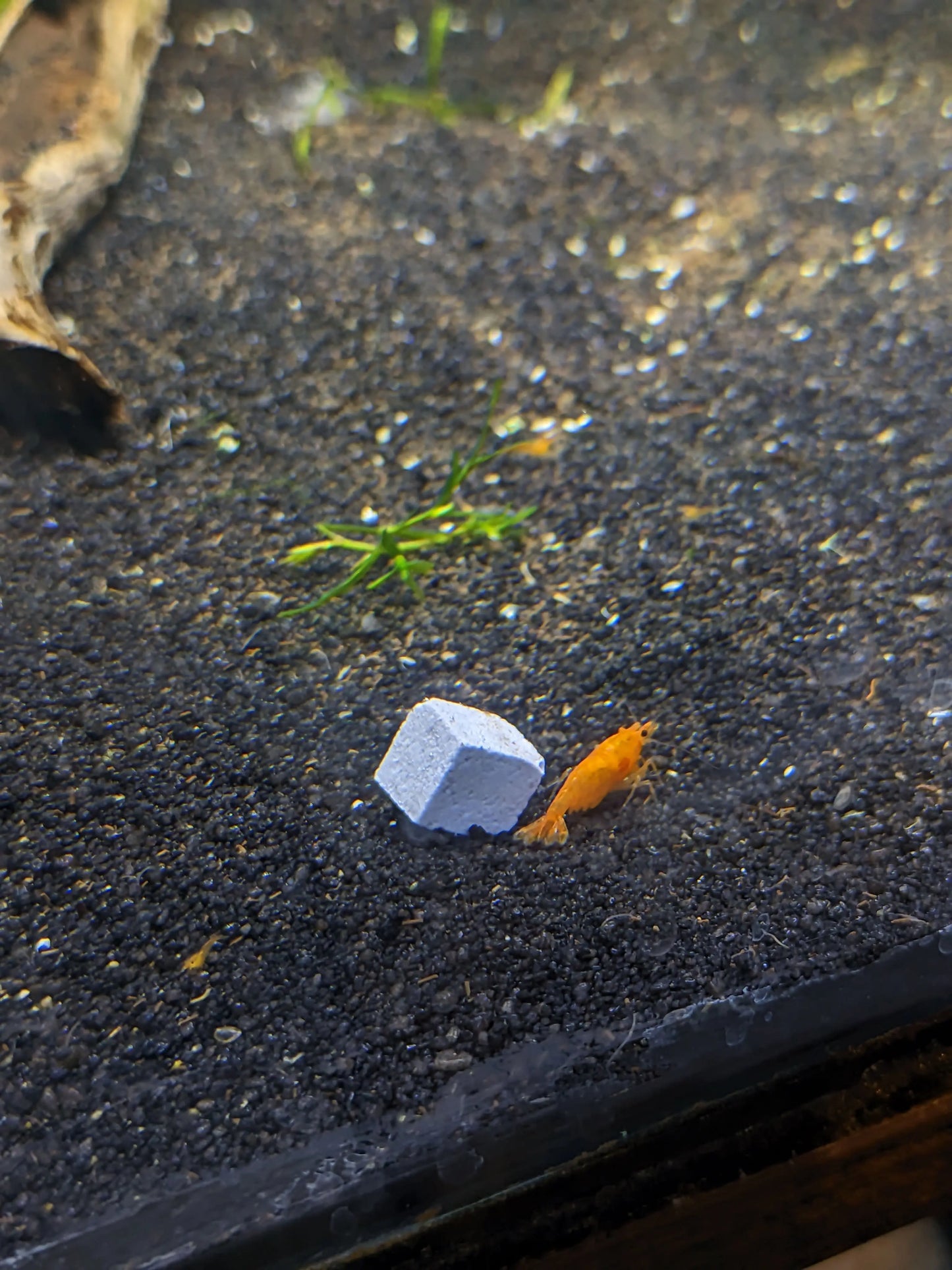 BSS™ Betta Calcium Blocks Betta Shrimp Shop