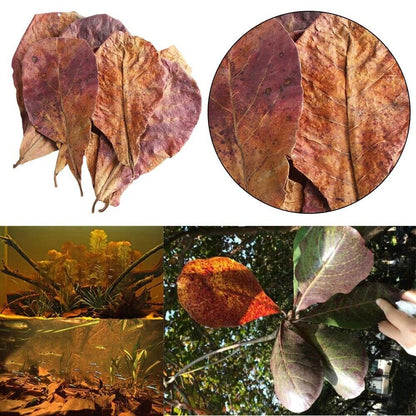 Large Indian Almond Leaves, Catappa 6-10" (15-25cm)