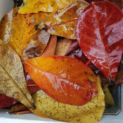 Large Indian Almond Leaves, Catappa 6-10" (15-25cm)