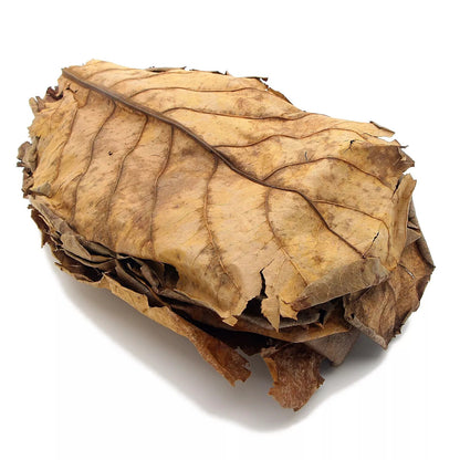 Large Indian Almond Leaves, Catappa 6-10" (15-25cm)