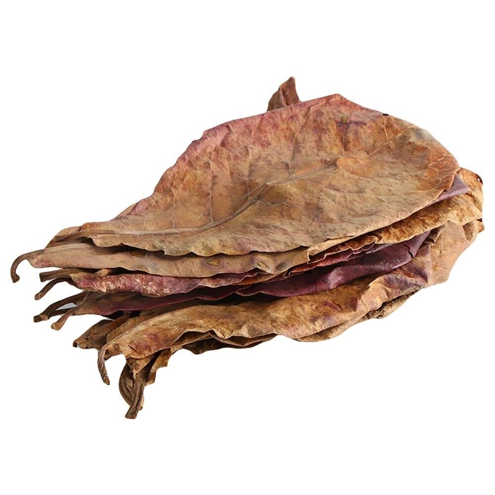 Large Indian Almond Leaves, Catappa 6-10" (15-25cm)