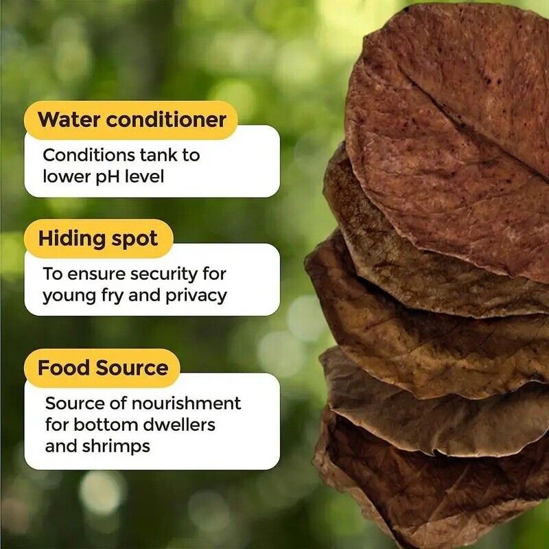 Large Indian Almond Leaves, Catappa 6-10" (15-25cm)