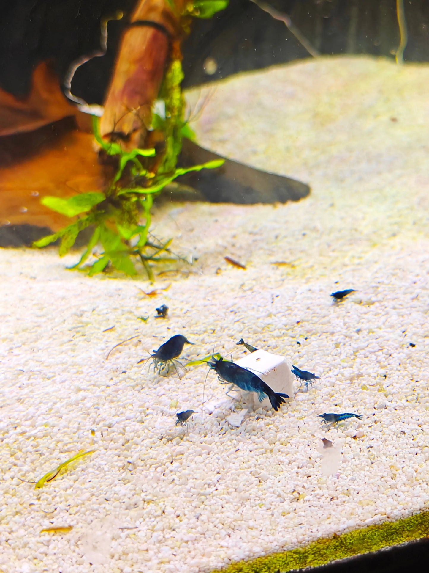 BSS™ Calcium Mineral Blocks Mineral Food for Shrimp & Snail in a vibrant aquarium with shrimp.