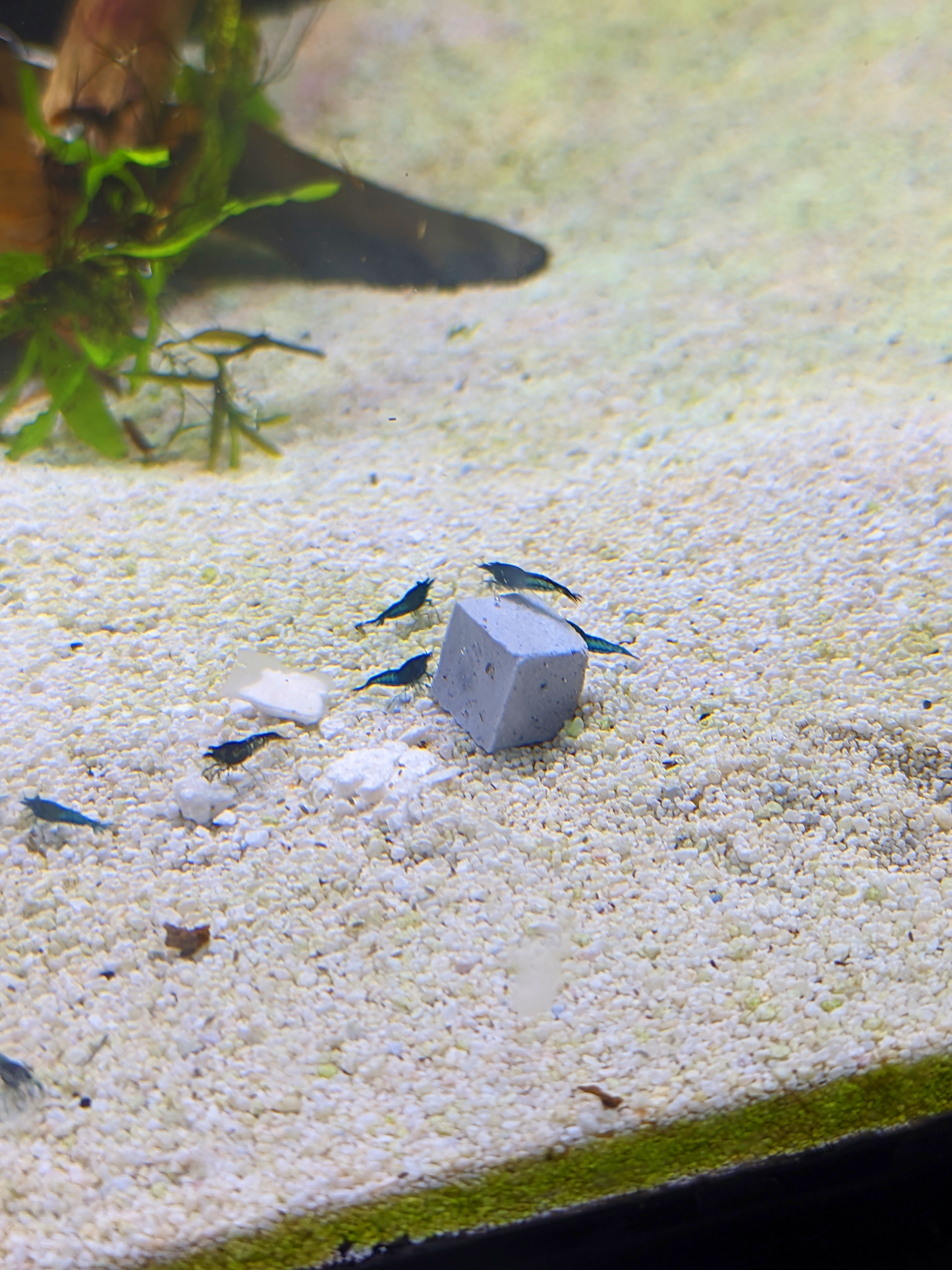 BSS™ Betta Calcium Blocks